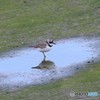 こちどり
