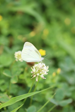 モンシロチョウ