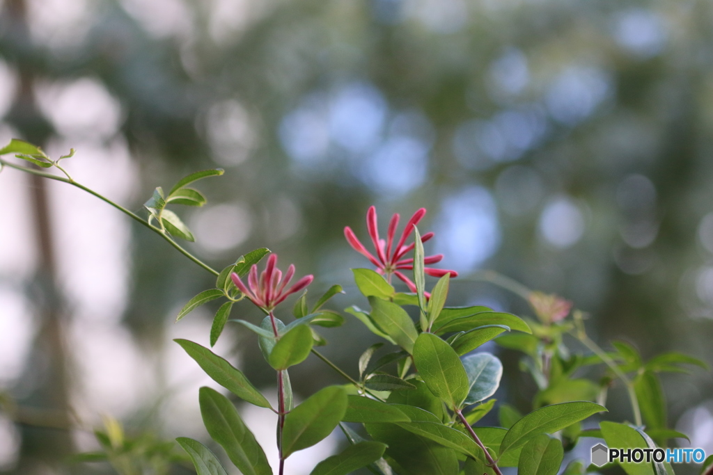 何というお花かしら？