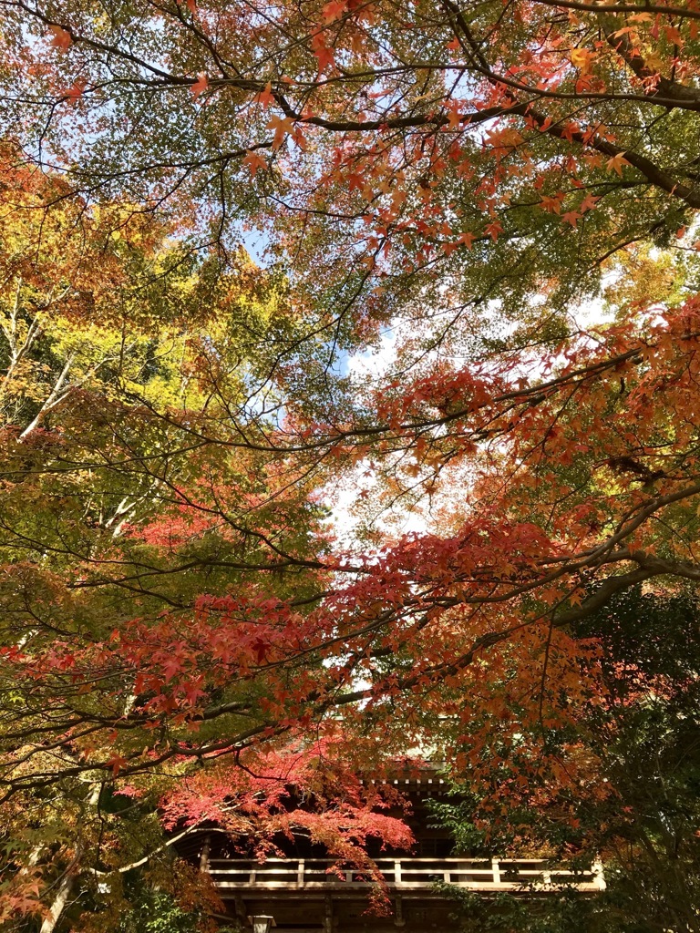 紅葉＠スマホ