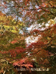 紅葉＠スマホ