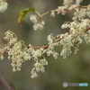 何の花？？