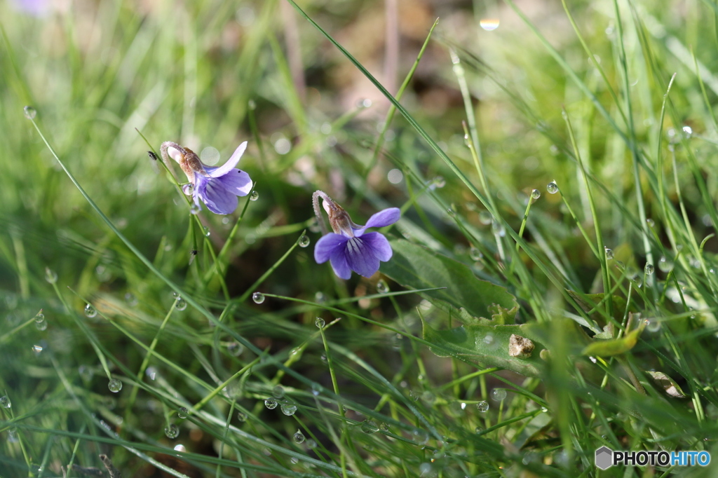 雨上がりの朝に