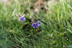 雨上がりの朝に