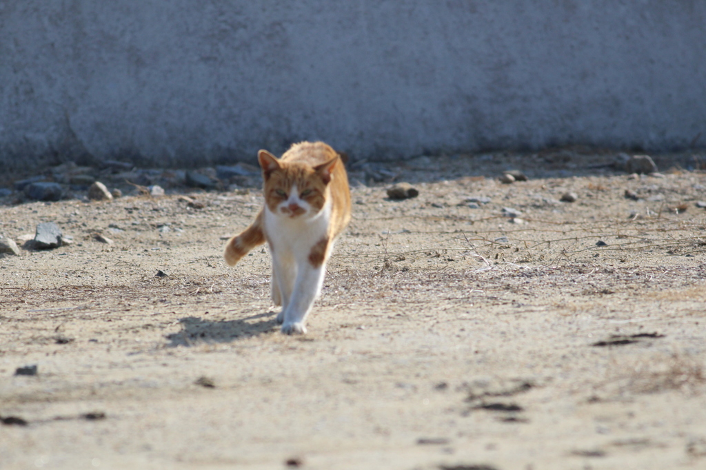 島の猫