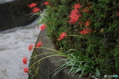 彼岸花　3