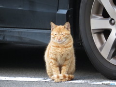 だれか僕の家族になってくださいにゃ
