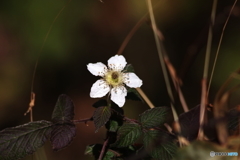 野の薔薇