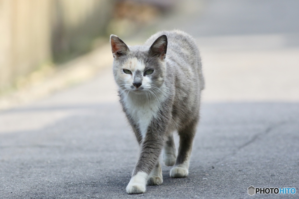 見かけない顔にゃ
