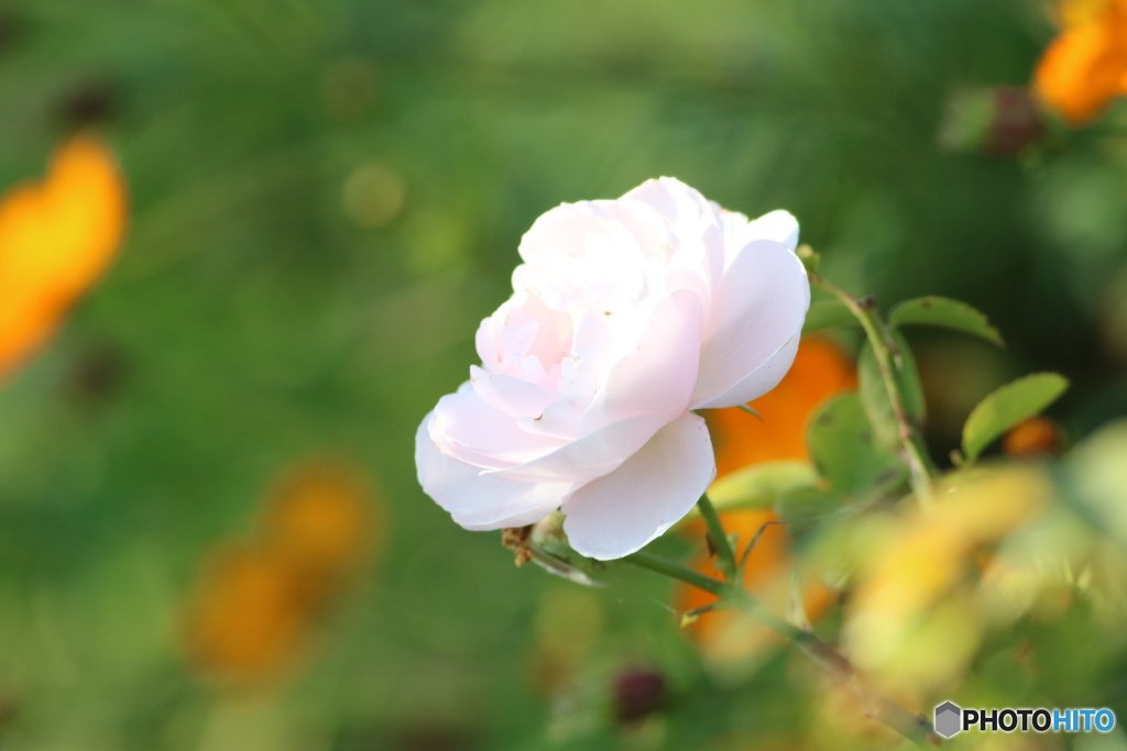 11月の薔薇