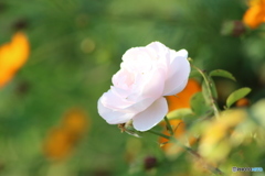 11月の薔薇
