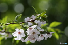 葉桜