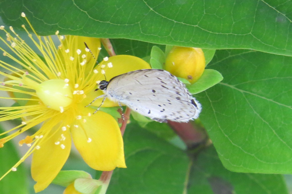 ヒペリカムにお客様