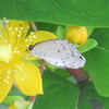 ヒペリカムにお客様