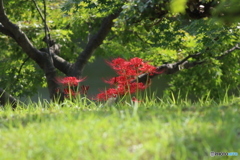 曼珠沙華