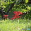 曼珠沙華