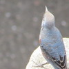 近づいてみた