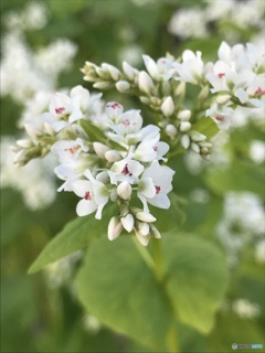 蕎麦