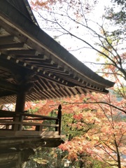 紅葉＠スマホ