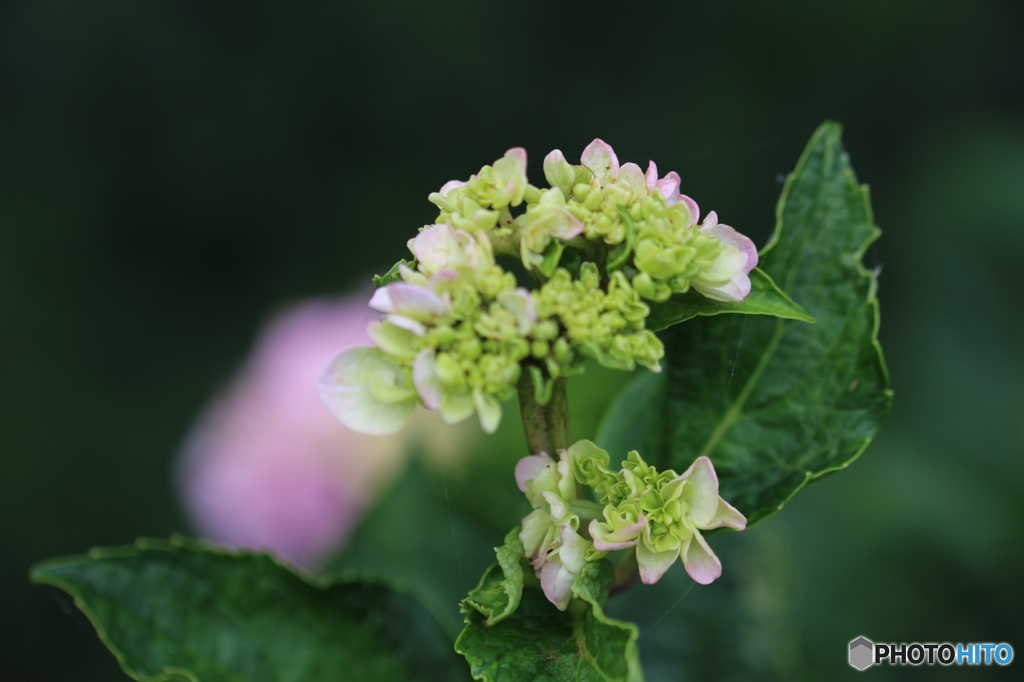 紫陽花