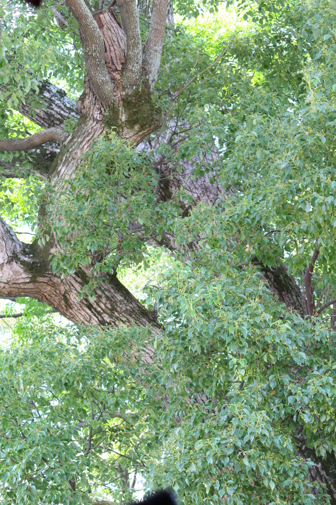 カフェの窓から