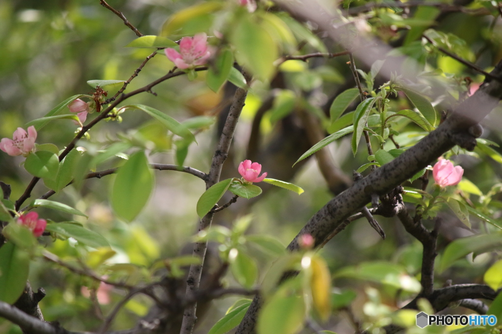 春の想い出　花梨