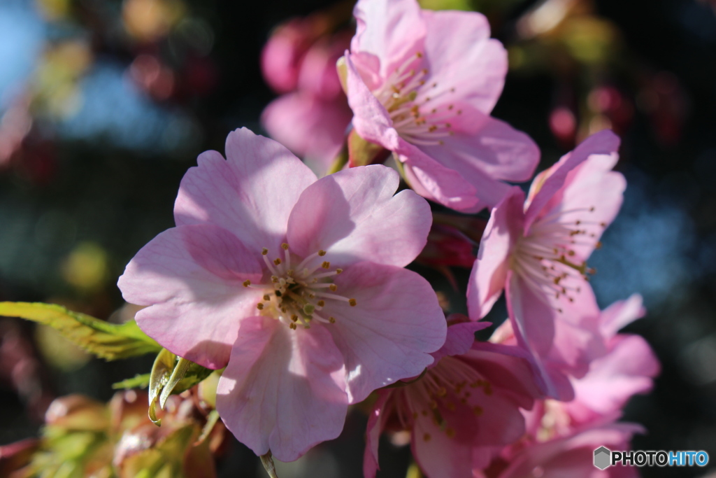 河津桜