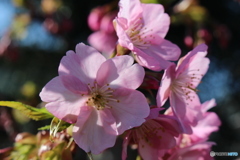 河津桜