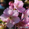 河津桜