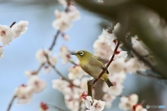 お願い桜に留まって