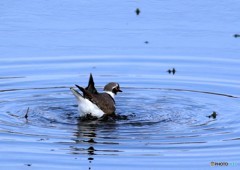 コチドリ水浴び