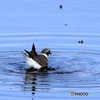 コチドリ水浴び