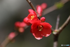 ９０mm 散歩　木瓜