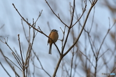 野鳥はこんな枝が似合うのよね(*^-^*)