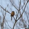 野鳥はこんな枝が似合うのよね(*^-^*)