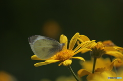花から　花へ　とまれよ　遊べ♪