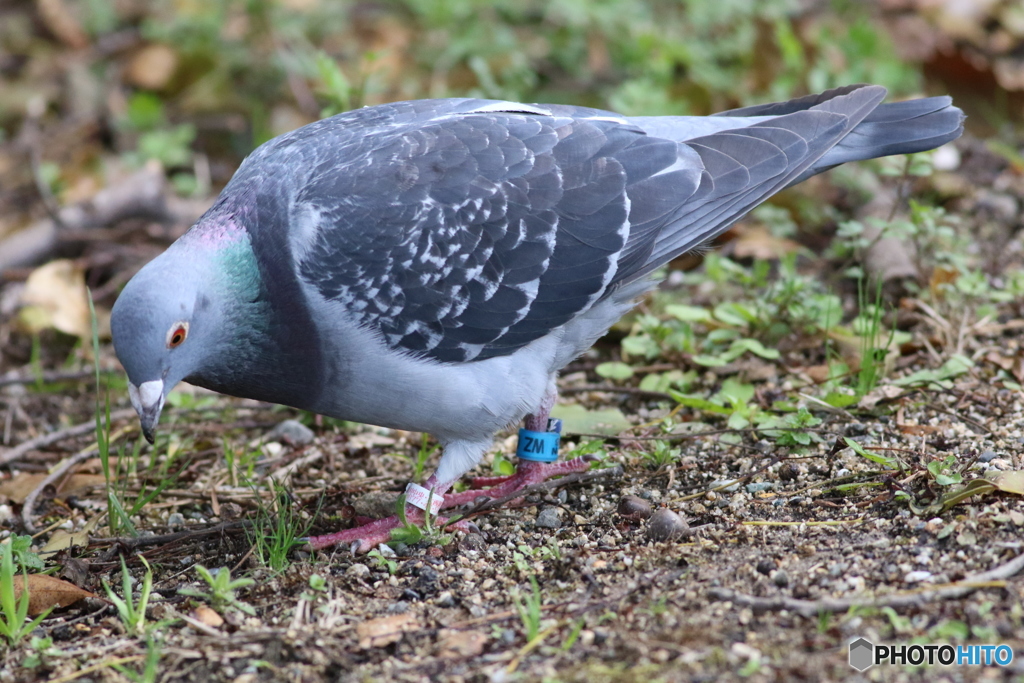 迷子の迷子の鳩ポッポ