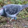 迷子の迷子の鳩ポッポ