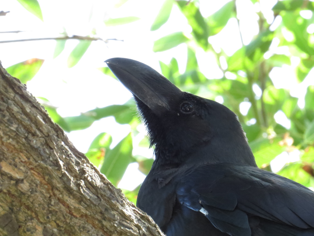 カラス君
