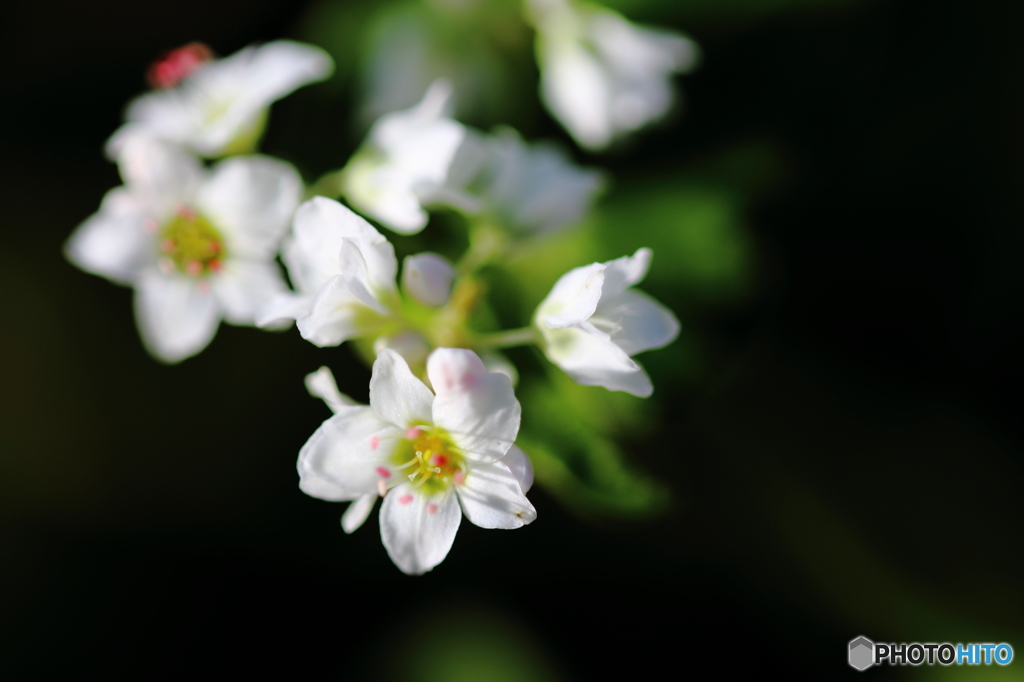 蕎麦の花