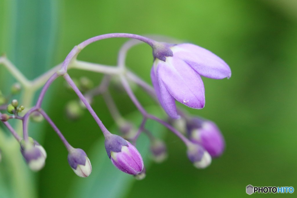 名を知らぬ花