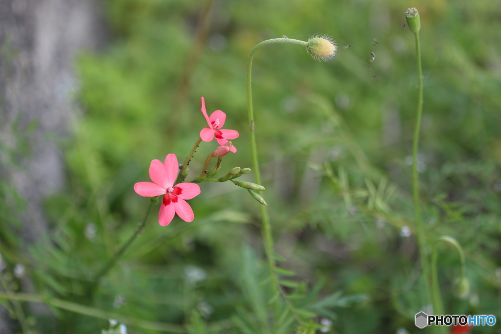 野の花♪
