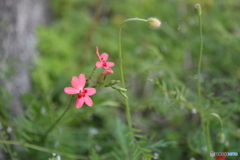 野の花♪