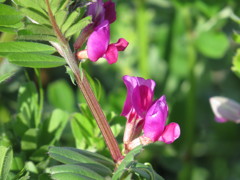 野に咲く春の花