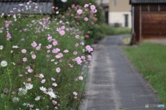 花咲く道を