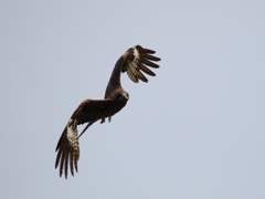 春の空を飛ぶ