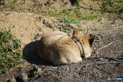 日向ぼっこ