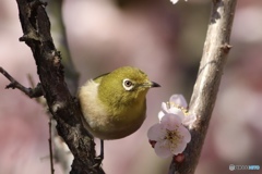 また　ウメジロー