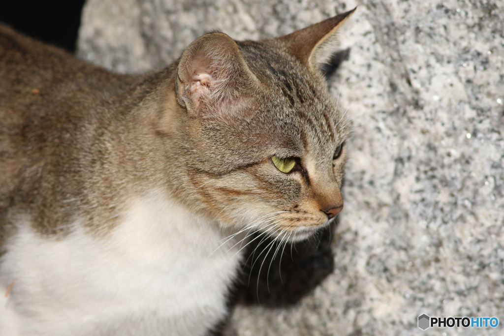 猫の横顔♪