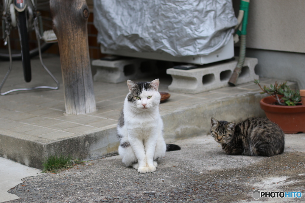 まいど、いらっしゃいませ♪